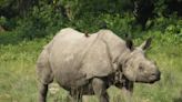 South African researchers test use of nuclear technology to curb rhino poaching