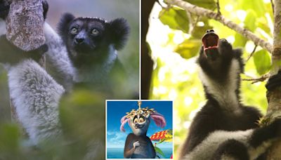 Lemurs in the wild sing with a distinct rhythm, study finds