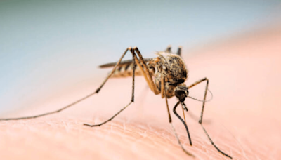 Campinas registra 2ª morte por dengue em 2024
