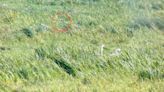 Crane chick reared to fledging at Wicken Fen for first time in centuries