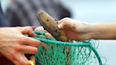 Razor clam harvest ban lifted for northern Oregon coast amid shellfish toxin scare