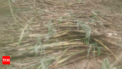 Sugarcane no longer a sweet option for Andhra Pradesh farmers; cultivation area recedes by over 60% in 10 years | Visakhapatnam News - Times of India