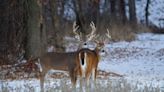 8,599 deer killed during alternative methods portion, MDC says, down from prior years