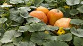 How To Grow and Care for Pumpkins in Time for Fall