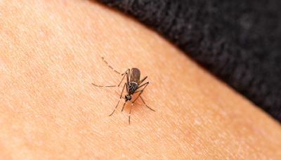 Mosquito-borne illnesses are back in the news. 4 ways to protect yourself.