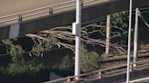 Light rail carriage hit by fallen tree as damaging winds blast Sydney