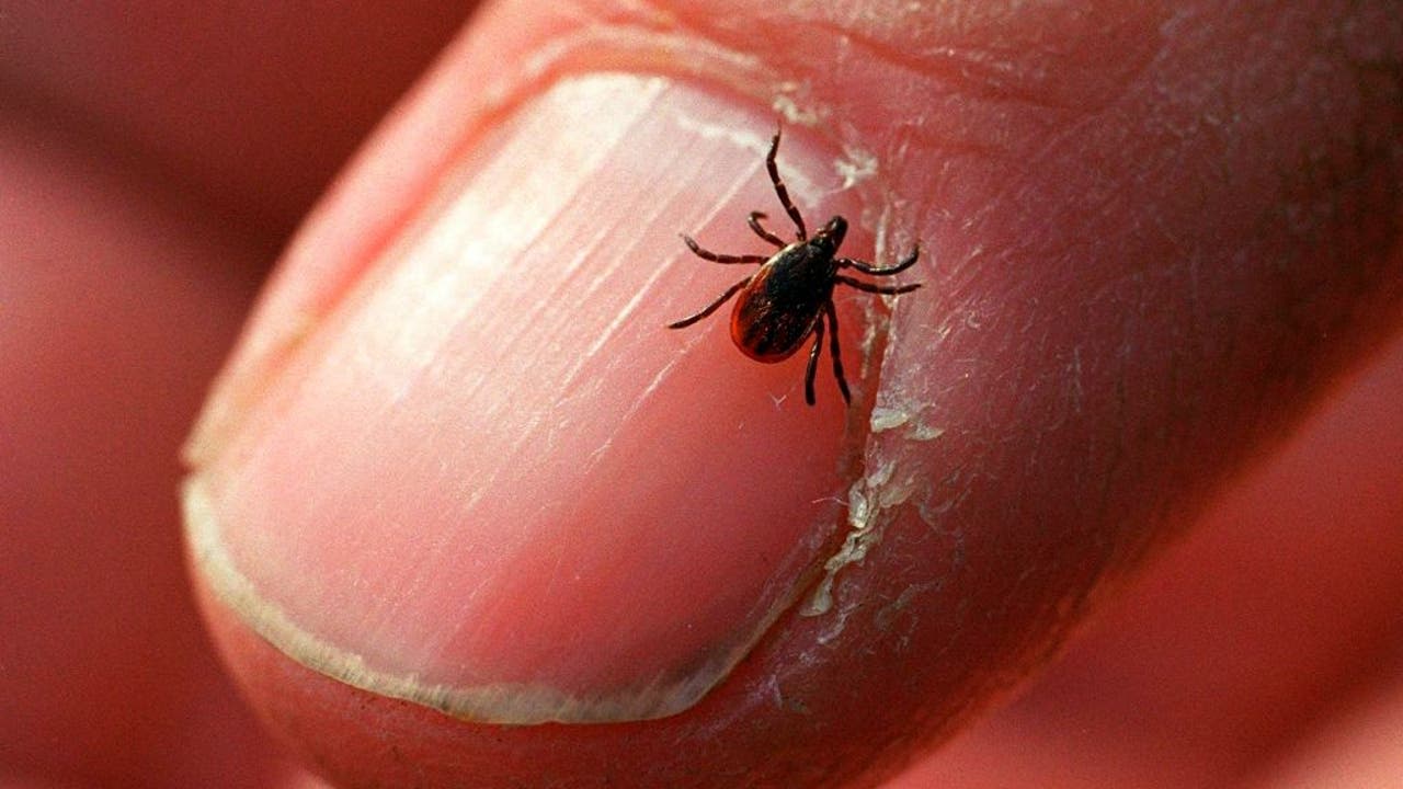 Ticks in Michigan: Tips for staying safe this 4th of July