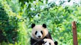 WATCH: Two Pandas Attack Zookeeper In Front Of Shocked Onlookers | iHeart