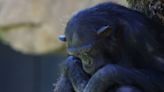 Grieving Zoo Chimpanzee Continues to Cling to Her Late Child Three Months After Baby's Death