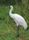 Whooping crane