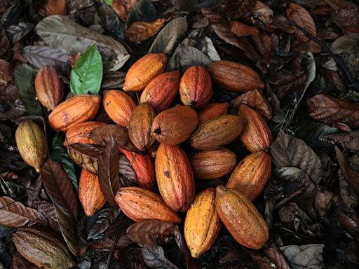 Expensive Cocoa Supply Is About to Hit Chocolate Makers, Spurring Demand Pullback