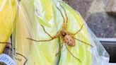 Giant huntsman spider is discovered at a London primary school