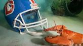 Meet Crush, the rare orange lobster diverted from dinner plate to aquarium by Denver Broncos fans