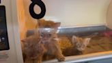 Kitten rescue operation will be able to operate in North Whitehall, after making some changes