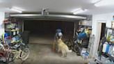 Watch This Very Good Boy Do Everything He Could (Sort Of) to Stop a Bike Thief