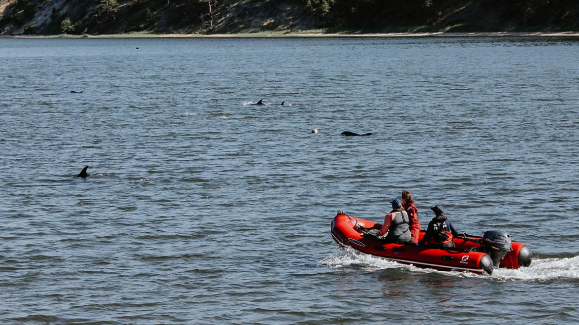 Animal rescuers try to keep dozens of dolphins away from Cape Cod shallows after mass stranding