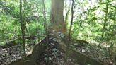 Tropical forest resilience to seasonal drought linked to nutrient availability