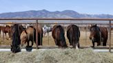 Un equipo de científicos revela la larga historia de los caballos en América