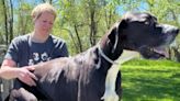Kevin, world's tallest dog who stood at 7 feet on his hind legs dies just days after getting record