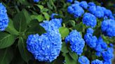 Best solution to guarantee your pink hydrangeas turn a gorgeous blue shade