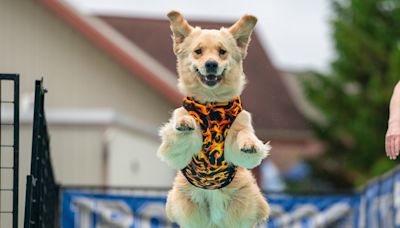 Frankenmuth lets the dogs out for Memorial Day weekend Dog Bowl