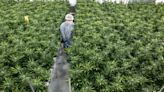 Aurora Cannabis to settle shareholder lawsuit over alleged ‘sham’ pot sales