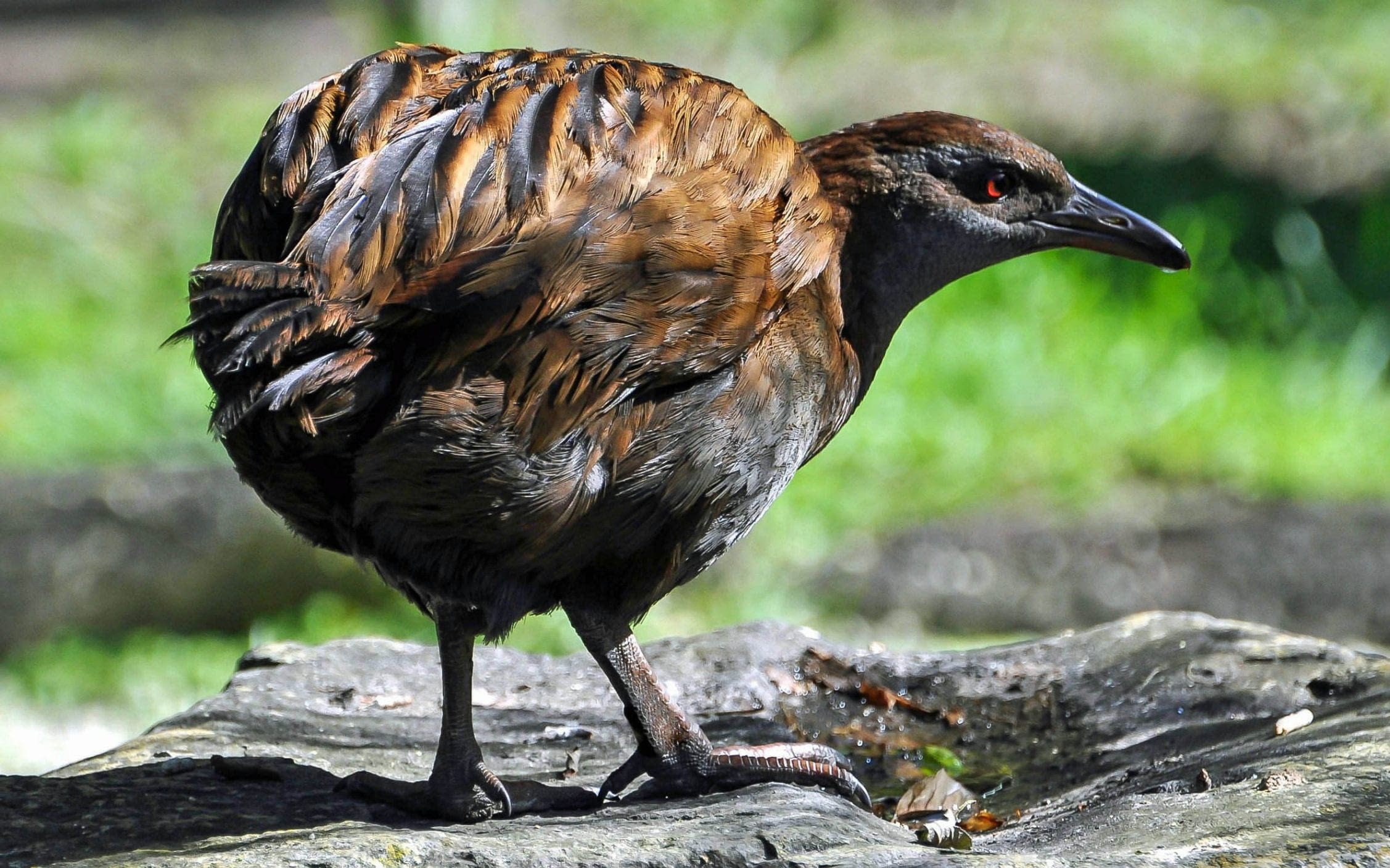 Rare bird killed and eaten on reality TV show by contestant