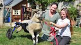 Sheep whose back legs stopped working is given her own wheelchair