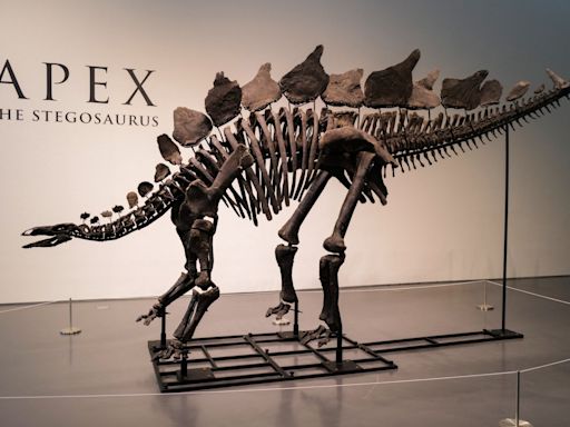 Billionaire Ken Griffin buys ‘Apex’ stegosaurus fossil for record $44m