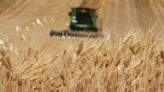 Wheat Set for Longest Rout Since November on US Harvest Pressure