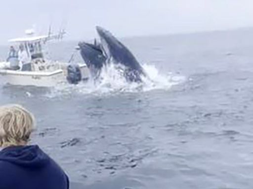 Whale slams boat, topples 2 fishermen off Rye coast: 'Oh no, we're going down'