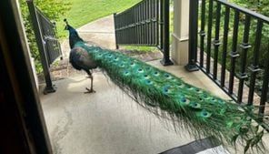 Earl ‘the elusive peacock’ keeps giving GA animal control officers the runaround