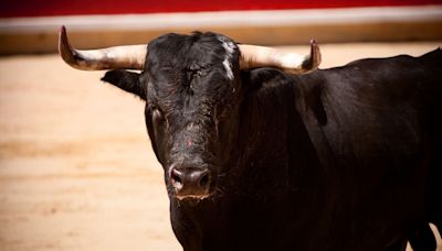 Feria del Toro de San Fermín 2024: toreros, ganaderías y precio de entradas y abonos