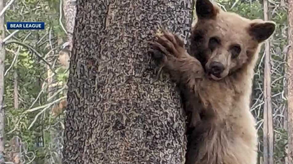 Wildlife officials determine man who shot young bear near South Lake Tahoe justified in actions