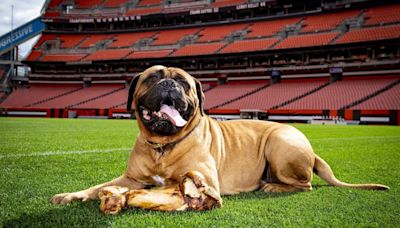 Cleveland Browns announce the passing of team mascot Swagger Jr.