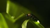 Seeing fewer fireflies? Here’s why