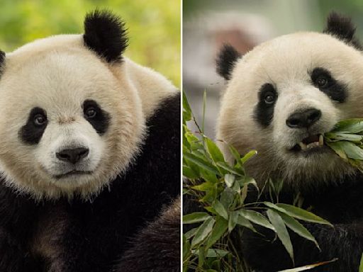 Giant pandas returning to the National Zoo in DC