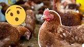 5 Datos que no conocías sobre el consumo de pollo