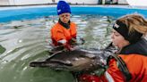 Cape Cod Dolphin Rescue Center treats first stranded dolphin