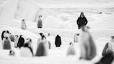 ‘Antarctica Calling’ Review: Luc Jacquet’s Latest Feels Like a Feature-Length Selfie, With the South Pole Over His Shoulder