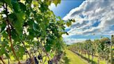 'Sip and savor' your way along Bucks County Wine Trail over two Sundays in August