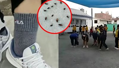 “Si usted mueve la tierra, salen las pulgas”: denuncian que plaga de insectos en colegio de SJL es incontrolable