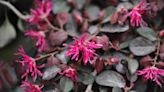 How To Grow And Care For Loropetalum