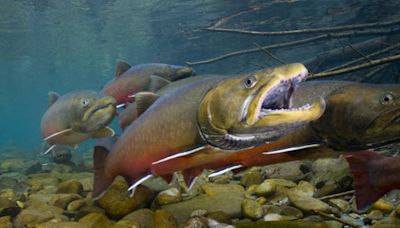 Bull trout in ‘significant decline’ in Swan Lake, FWP proposes plan
