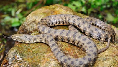 Some Snakes Stage Elaborate Fake Deaths (and Cover Themselves in Bodily Fluids!) to Escape Danger
