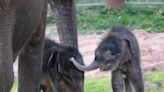 Rare Asian elephant twins born in Syracuse make history (and are adorable!)