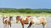 New Research Bolsters Local Legend That Chincoteague Ponies Survived Spanish Shipwreck