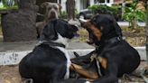 Qué debo hacer si un perro quiere atacar al mío, según una experta