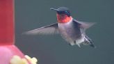 Photo Shoot: Return of the hummingbirds