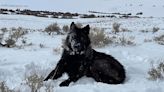 Do wolves attack livestock? US cattle ranchers sue over planned release of apex predators